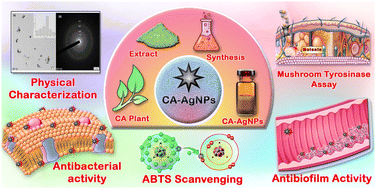 Graphical abstract: Systematic antimicrobial, biofilm, free radical inhibition and tyrosinase inhibition assessments of efficient green silver nanoparticles from the aqueous root extract of Cyphostemma adenocaule (CA)