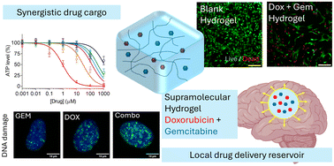 Graphical abstract: Supramolecular hydrogels enable co-delivery of chemotherapeutics with synergistic efficacy against patient-derived glioblastoma cells and spheroids