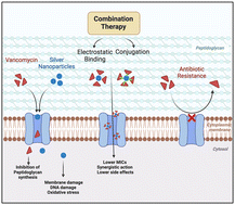 Graphical abstract: Strategies to overcome antibiotic resistance: silver nanoparticles and vancomycin in pathogen eradication