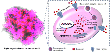 Graphical abstract: Redox-responsive micellar-like nanoparticles can overcome intrinsic multi-drug resistance in tumour spheroids of triple negative breast cancer
