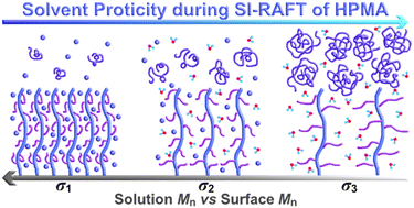 Graphical abstract: Solvent effects on surface-grafted and solution-born poly[N-(2-hydroxypropyl)methacrylamide] during surface-initiated RAFT polymerization