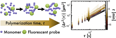 Graphical abstract: Evaluating polymerization kinetics using microrheology