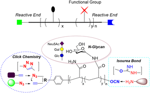 Graphical abstract: Synthesis and characterization of α,ω-end orthogonally functionalizable glycopolymers from native glycans