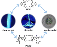 Graphical abstract: Scorpion-inspired fluorescent polymers