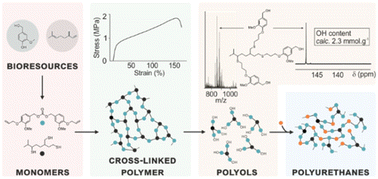 Graphical abstract: A proof-of-concept study on a fully biobased and degradable polymer network based on vanillin and myrcene
