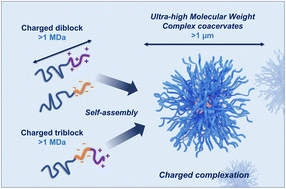 Graphical abstract: Ultra-high molecular weight complex coacervates via polymerization-induced electrostatic self-assembly