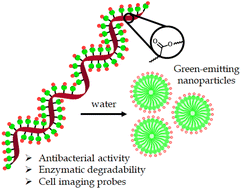 Graphical abstract: Synthesis of amphiphilic cationic polyesters and their antibacterial activity