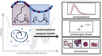 Graphical abstract: Insights into conformational ensembles of compositionally identical disordered peptidomimetics