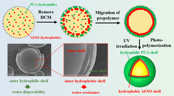 Graphical abstract: One-step preparation of hydrophilic–hydrophobic asymmetric bilayer microcapsules via photopolymerization