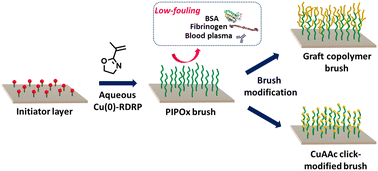 Graphical abstract: Well-defined poly(2-isopropenyl-2-oxazoline) brushes provide fouling resistance and versatility in surface functionalization