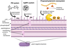 Graphical abstract: Chelate-functionalized poly(2-oxazoline) for the destruction of bacterial cell membranes