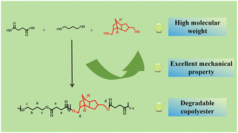 Graphical abstract: Synthesis of degradable polyester with high molecular weight and excellent mechanical properties through copolymerization modification of poly(butylene succinate)