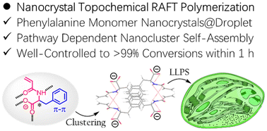 Graphical abstract: l-Phenylalanine monomer coacervation leads to well-controlled nanocrystal topochemical photo-RAFT polymerization