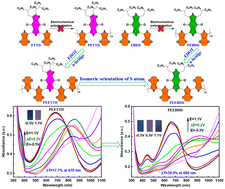 Graphical abstract: Isomeric orientation of the S atom in thiophene of benzodithiophene-4,8-dione to achieve a high-performance electrochromic polymer