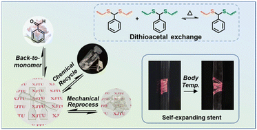 Graphical abstract: Bio-based recyclable polydithioacetal covalent adaptable networks with activation-temperature-tunable shape memory properties