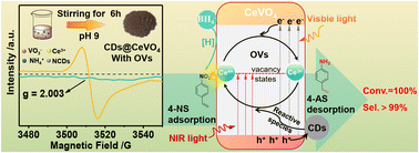 Graphical abstract: Carbon dots induce abundant oxygen vacancies in CeVO4 for promoting photocatalytic selective hydrogenation of functionalized nitroarenes