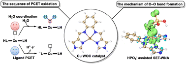 Graphical abstract: Deciphering the active species and reaction mechanism in water oxidation catalyzed by a copper complex with redox-active ligands