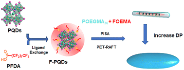 Graphical abstract: Perovskite photoinitiated RAFT-mediated polymerization-induced self-assembly for organic–inorganic hybrid nanomaterials