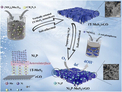Graphical abstract: Integrating multiple regulatory strategies: phase, morphology and interface engineering to construct a hierarchical Ni2P–MoS2/rGO heterostructure catalyst for efficient oxygen reduction reaction
