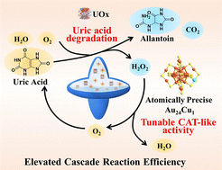 Graphical abstract: Copper doping boosts the catalase-like activity of atomically precise gold nanoclusters for cascade reactions combined with urate oxidase in the ZIF-8 matrix