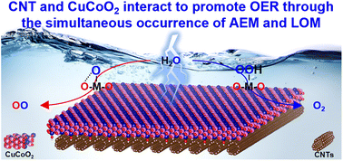 Graphical abstract: The interaction of carbon nanotubes (CNTs) with CuCoO2 nanosheets promotes structural modification and enhances their OER performance