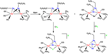 Graphical abstract: Facile access to tetra-substituted FeIIFeII biomimetics for the oxidized state active site of [FeFe]-hydrogenases