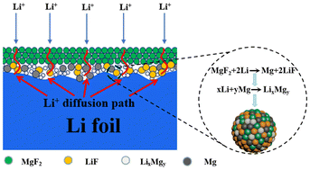 Graphical abstract: Constructing a magnesium fluoride-rich solid electrolyte interface for high-performance lithium metal anodes
