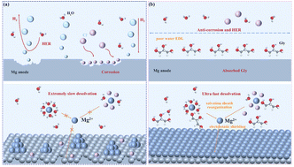 Graphical abstract: Utilizing an electrolyte additive to modulate interfaces and enhance anode discharge performance in aqueous magnesium–air batteries
