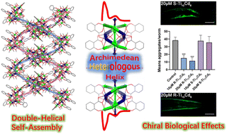 Graphical abstract: Archimedean heterologous helixes in Ti10Cd6-oxo nanoclusters: double-helical self-assembly and therapeutic application in Parkinson's disease