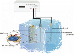 Graphical abstract: Conformal coating of superhydrophilic nickel iron phytic acid complex to boost BiVO4 photoanode solar water oxidation