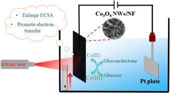 Graphical abstract: Localized photothermal effect of Co3O4 nanowires boosts catalytic performance in glucose electrochemical detection