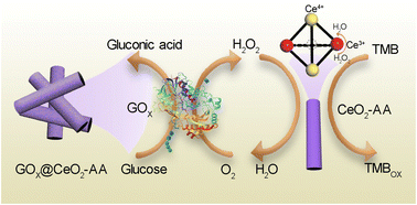 Graphical abstract: Ascorbic acid-enhanced MOF-derived CeO2 for improved substrate selectivity in glucose detection