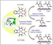 Graphical abstract: Selective and catalytic conversion of hydroxymethyl cytosine into formyl cytosine using a synthetic model of TET enzymes