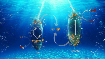 Graphical abstract: Insights into the role of iron coordination in the enhanced photoactivity of MAPbI3/iron oxide heterojunctions