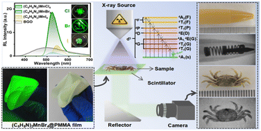 Graphical abstract: Modulation of halogens in organic manganese halides for high-resolution and large-area flexible X-ray imaging