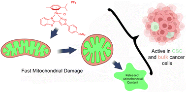 Graphical abstract: A novel benzothiazole-1,2,3-triazole-based arene osmium(ii) complex as an effective rhabdomyosarcoma cancer stem cell agent
