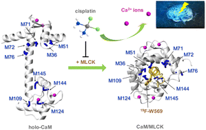 Graphical abstract: Probing the interaction of cisplatin with calmodulin and its effect upon binding to myosin light-chain kinase