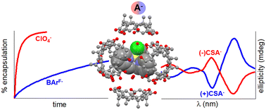 Graphical abstract: Anion-mediated properties of a metal complex in a hexameric resorcin[4]arene cage: chirality induction, kinetics and reactivity