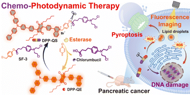Graphical abstract: An esterase-activated diketopyrrolopyrrole-based theranostic prodrug for precise pyroptosis and synergistic chemo-photodynamic therapy of pancreatic cancer