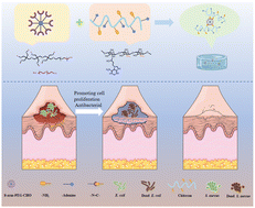 Graphical abstract: An adenine-modified chitosan cross-linked 8arm-PEG-CHO hydrogel for promoting infected wound healing