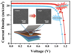 Graphical abstract: Interfacial modification engineering for efficient and stable MA-free wide-bandgap perovskite solar cells by grain regrowth