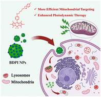 Graphical abstract: Optimizing mitochondrial-targeting groups of positively-charged BODIPY nanoparticles for enhanced photodynamic therapy
