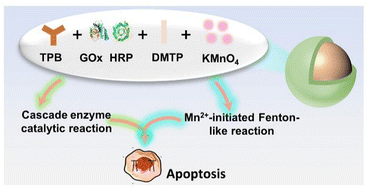 Graphical abstract: Engineering a versatile nanoscale COF-based multienzyme loading strategy to enhance cancer therapy