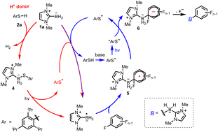 Graphical abstract: A green and facile photochemical thiolate-catalyzed strategy for borylation of aryl fluorides with NHC–borane