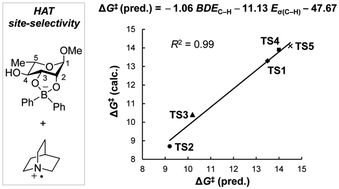 Graphical abstract: Origin of site-selectivity of hydrogen atom transfer in carbohydrate C–H alkylations via photoredox catalysis