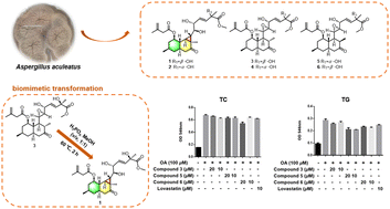 Graphical abstract: Aculeatones A and B, epimeric lovastatin derivatives with a 6/6/3-tricyclic carbon skeleton from Aspergillus aculeatus and their chemical transformation