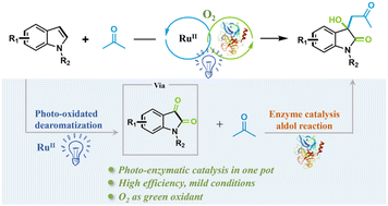 Graphical abstract: Development of a photoenzymatic one-pot hybrid system for the direct synthesis of 3,3-disubstituted indole-2-ketones from N-methyl indoles