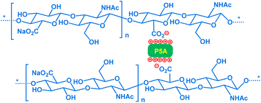 Graphical abstract: Assembly of ionic supramolecular polymers using a decacationic pillar[5]arene to noncovalently crosslink hyaluronic acid for short DNA delivery