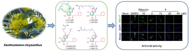 Graphical abstract: Xanthrysols A–D, novel meroterpenoids with antiviral activities from Xanthostemon chrysanthus