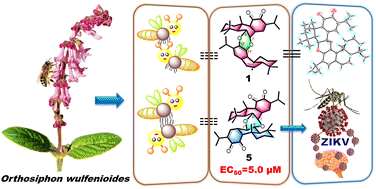 Graphical abstract: Biswulfenioidins A–E, dioxygen-bridged abietane-type diterpenoid dimers with anti-Zika virus potential from Orthosiphon wulfenioides